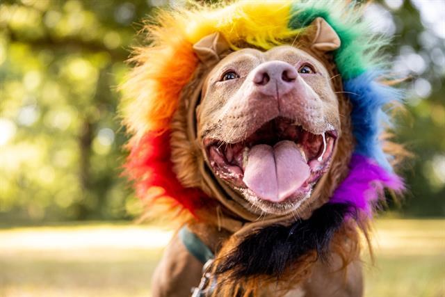 Enlarge JADE, a Adoptable Pit Bull Terrier in Austin, TX image 1/3