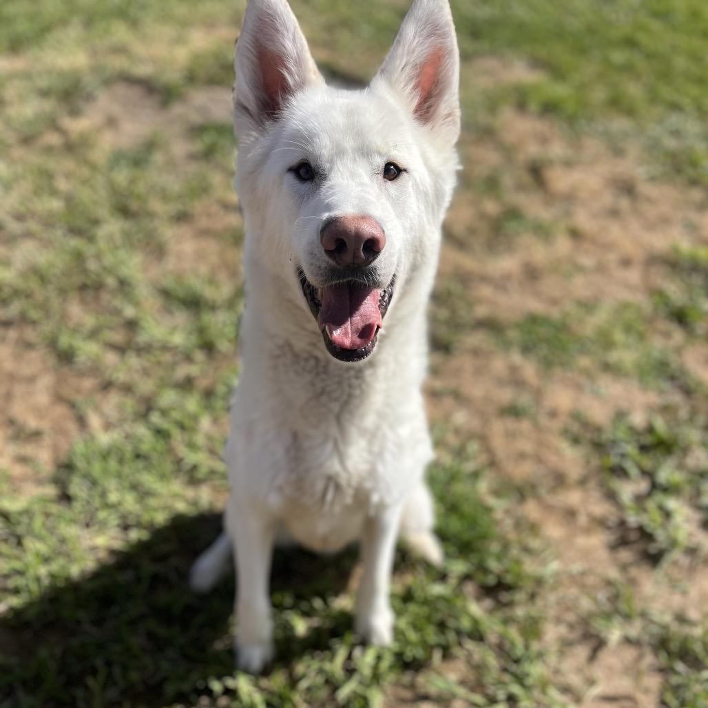 Gibbs, Adoptable, Adult Male Husky.