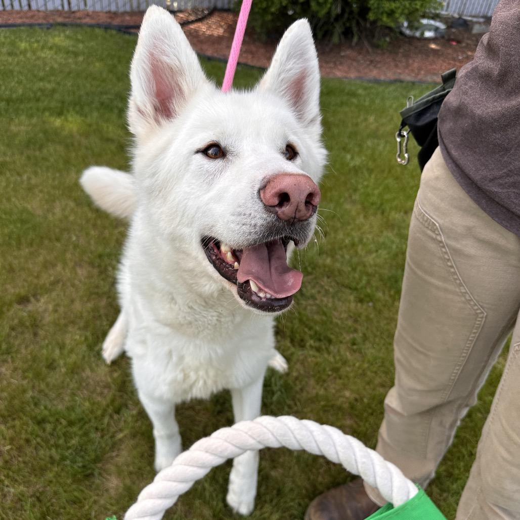 Enlarge Gibbs, a Adoptable Husky in Spokane, WA image 2/6