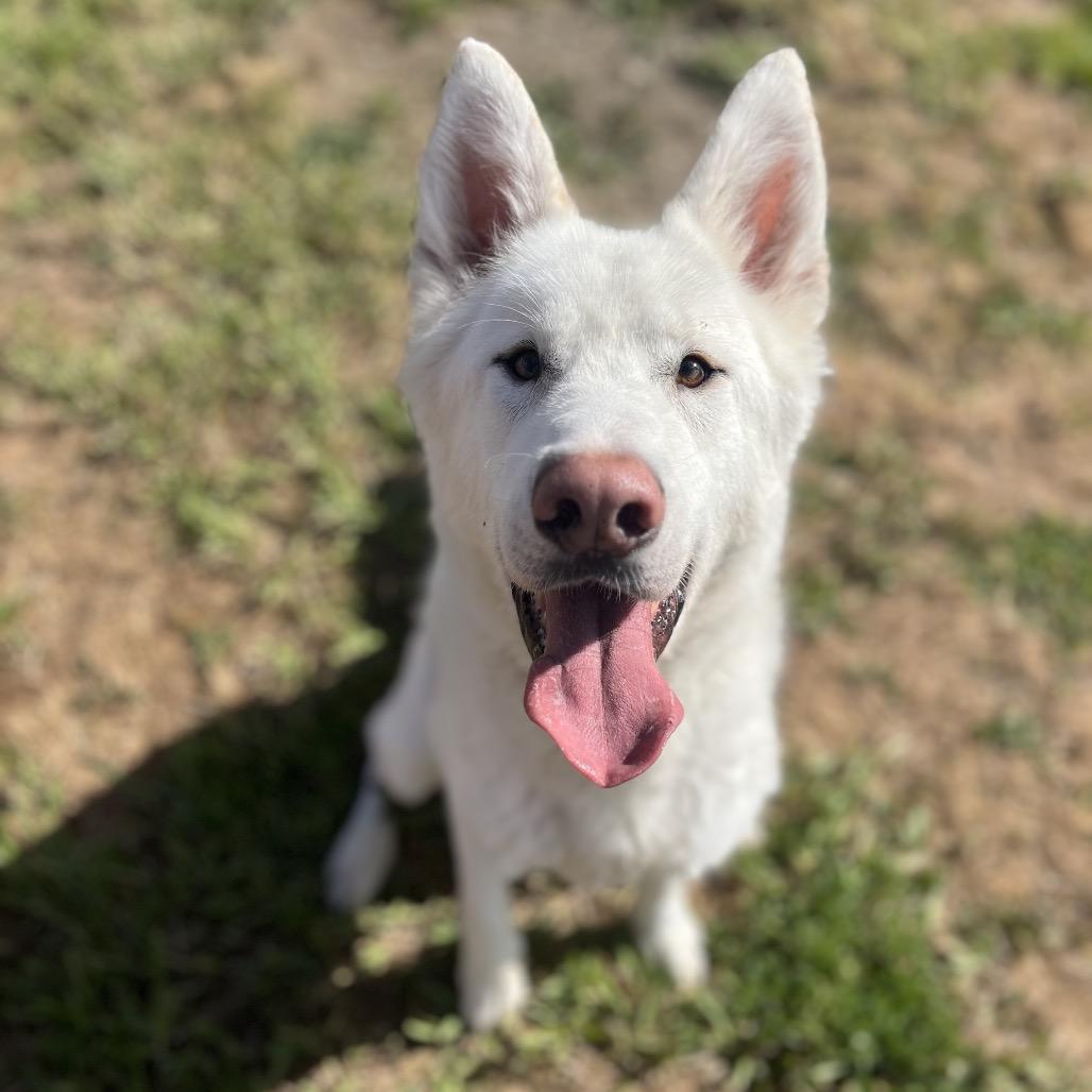 Enlarge Gibbs, a Adoptable Husky in Spokane, WA image 3/6
