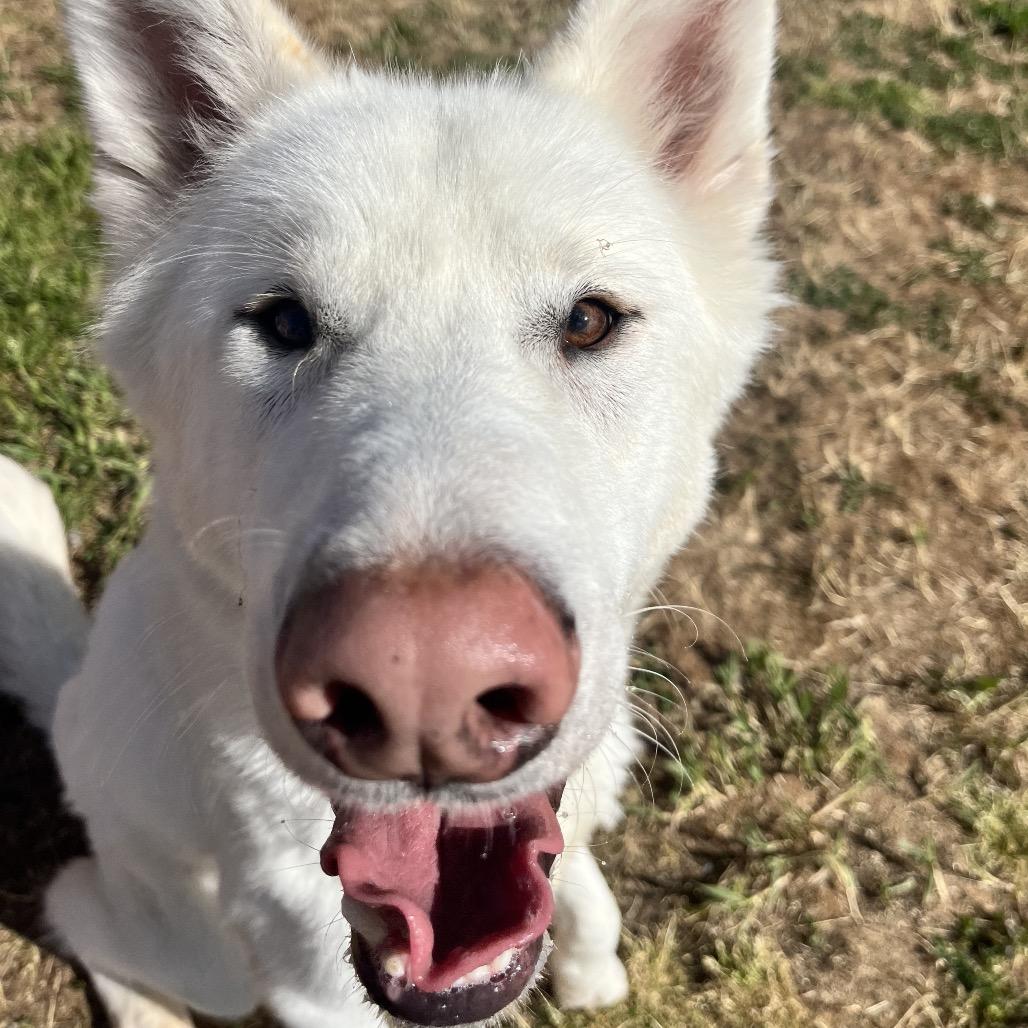 Enlarge Gibbs, a Adoptable Husky in Spokane, WA image 4/6