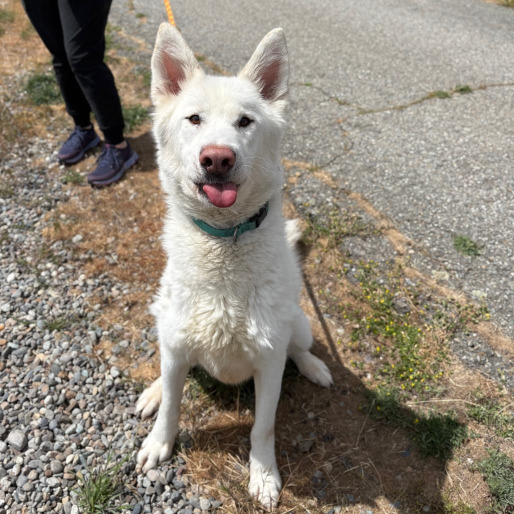 Enlarge Gibbs, a Adoptable Husky in Spokane, WA image 5/6