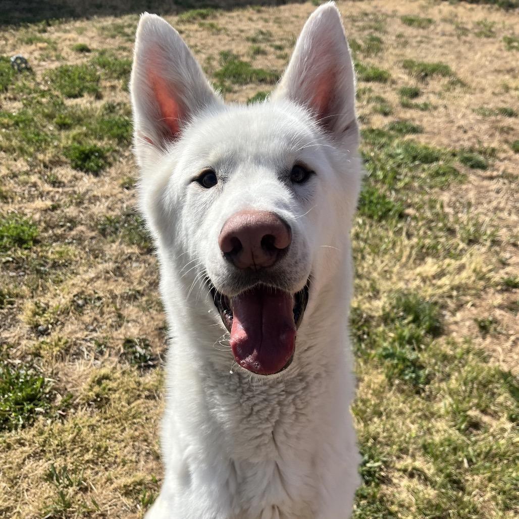 Enlarge Gibbs, a Adoptable Husky in Spokane, WA image 6/6