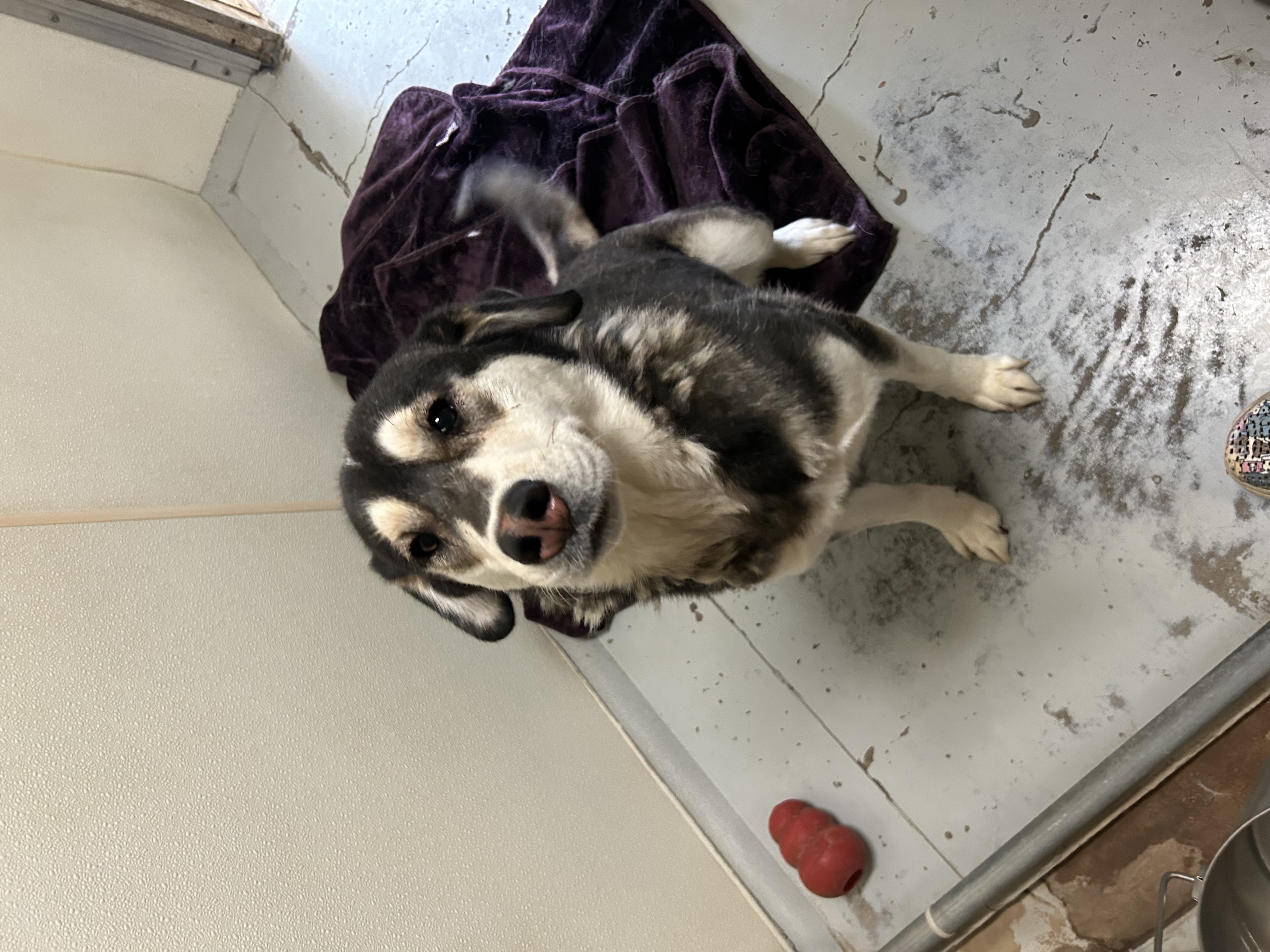 Enlarge Fly, a Adoptable mixed breed in Eagle River, WI image 1/1