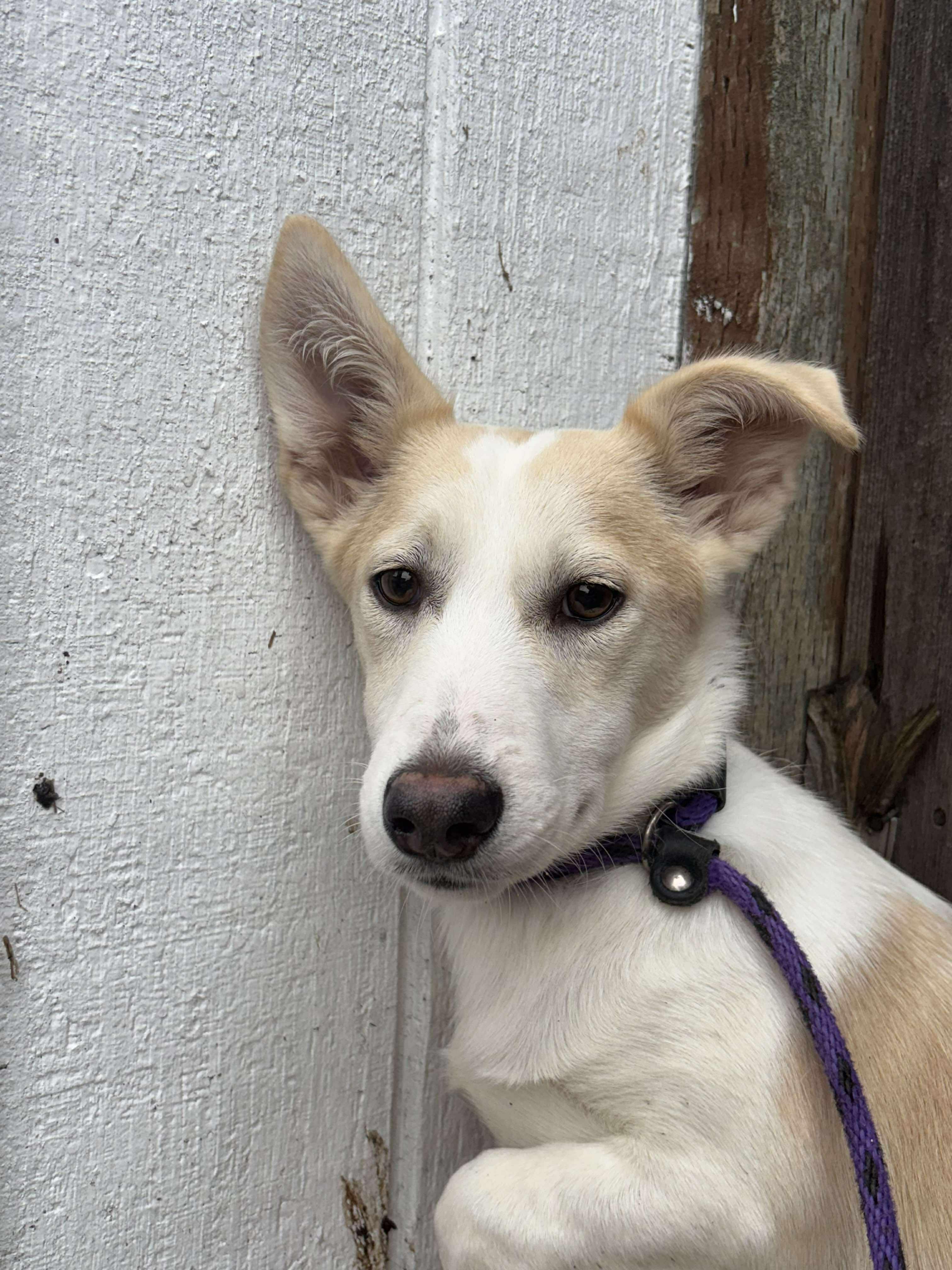 Frodo, a Adoptable mixed breed in Tacoma, WA image 2/3