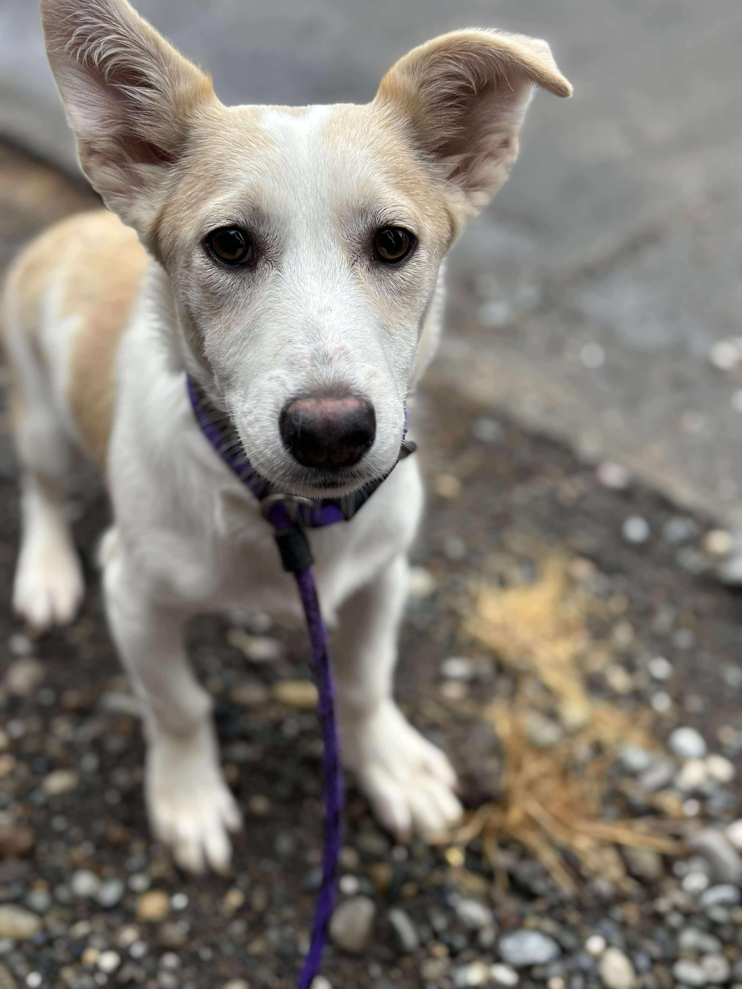 Frodo, a Adoptable mixed breed in Tacoma, WA image 1/3