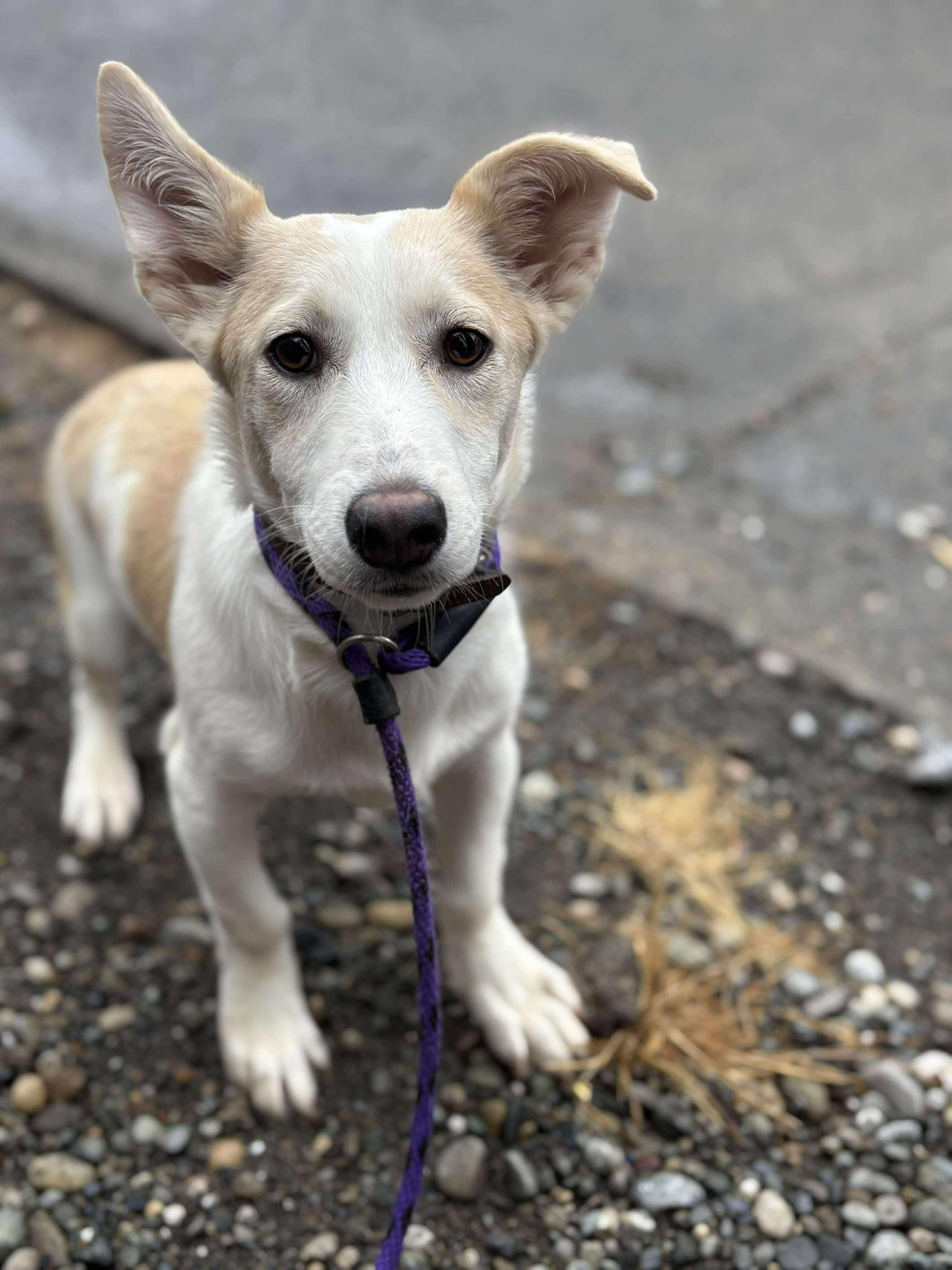 Frodo, a Adoptable mixed breed in Tacoma, WA image 3/3