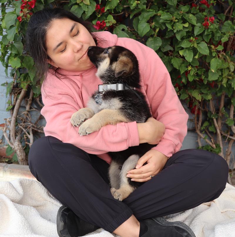 Enlarge *Maximillian von Lady , an adopted German Shepherd Dog in Los Angeles, CA image 2/6