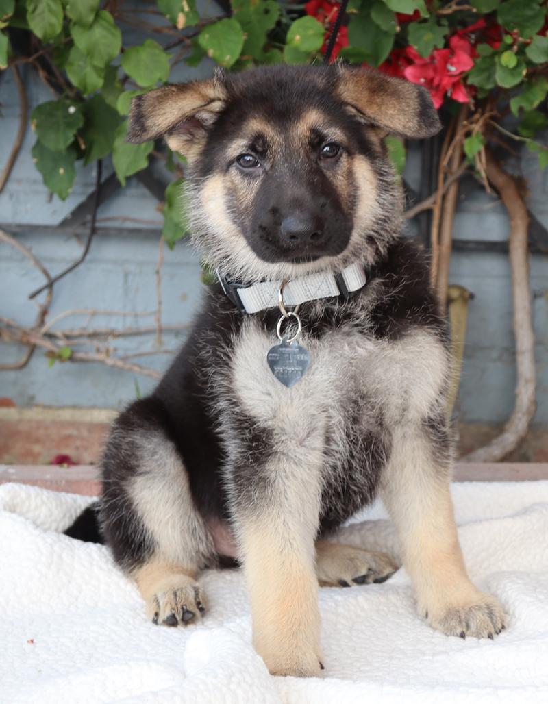 Enlarge *Maximillian von Lady , an adopted German Shepherd Dog in Los Angeles, CA image 4/6
