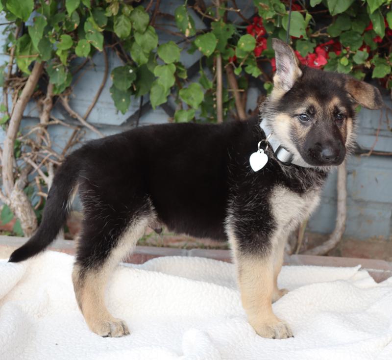 Enlarge *Maximillian von Lady , an adopted German Shepherd Dog in Los Angeles, CA image 6/6