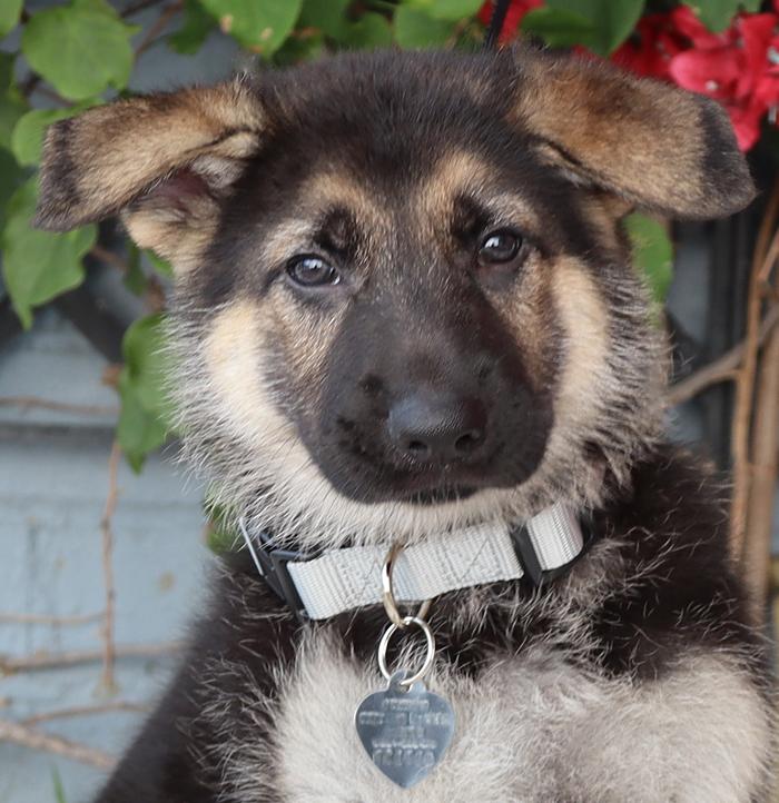 Enlarge *Maximillian von Lady , an adopted German Shepherd Dog in Los Angeles, CA image 1/6