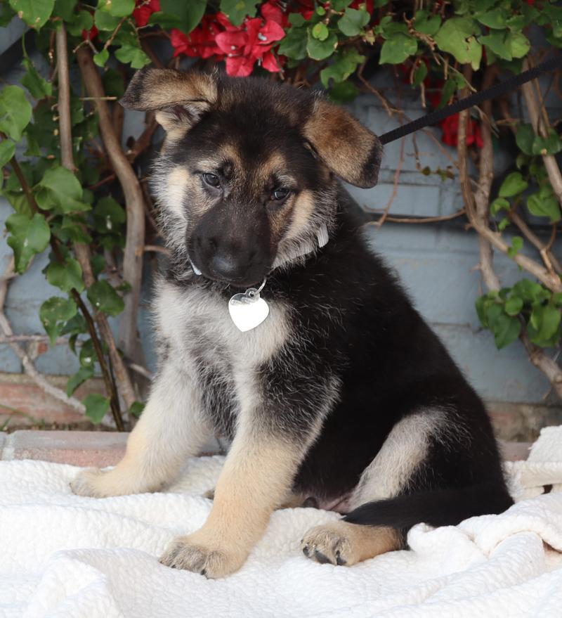 Enlarge *Maximillian von Lady , an adopted German Shepherd Dog in Los Angeles, CA image 5/6