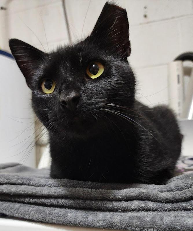 Samuel L. Jackson, a ADOPTABLE Domestic Short Hair in Johnson City, TN image 2/3