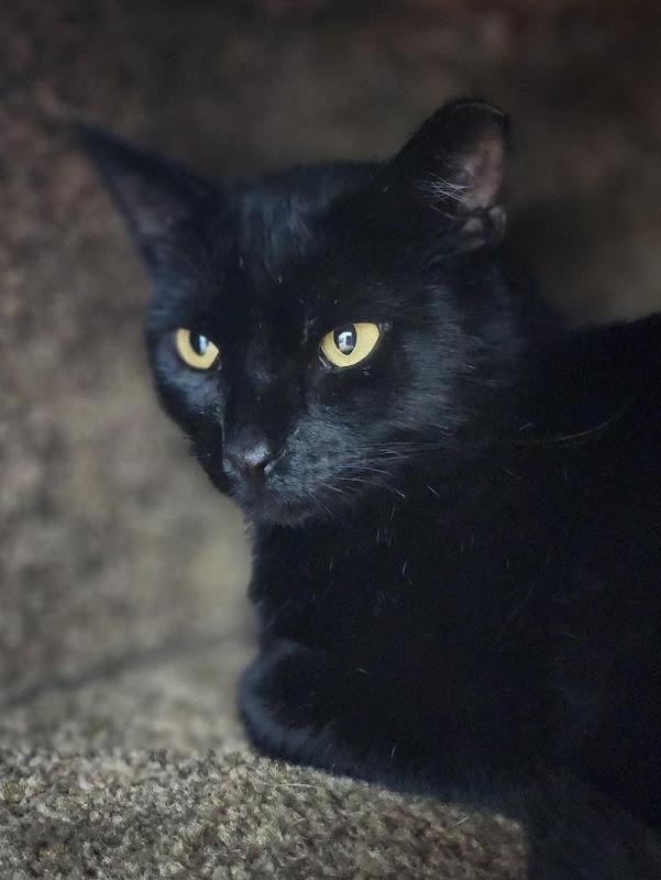 Samuel L. Jackson, a ADOPTABLE Domestic Short Hair in Johnson City, TN image 3/3