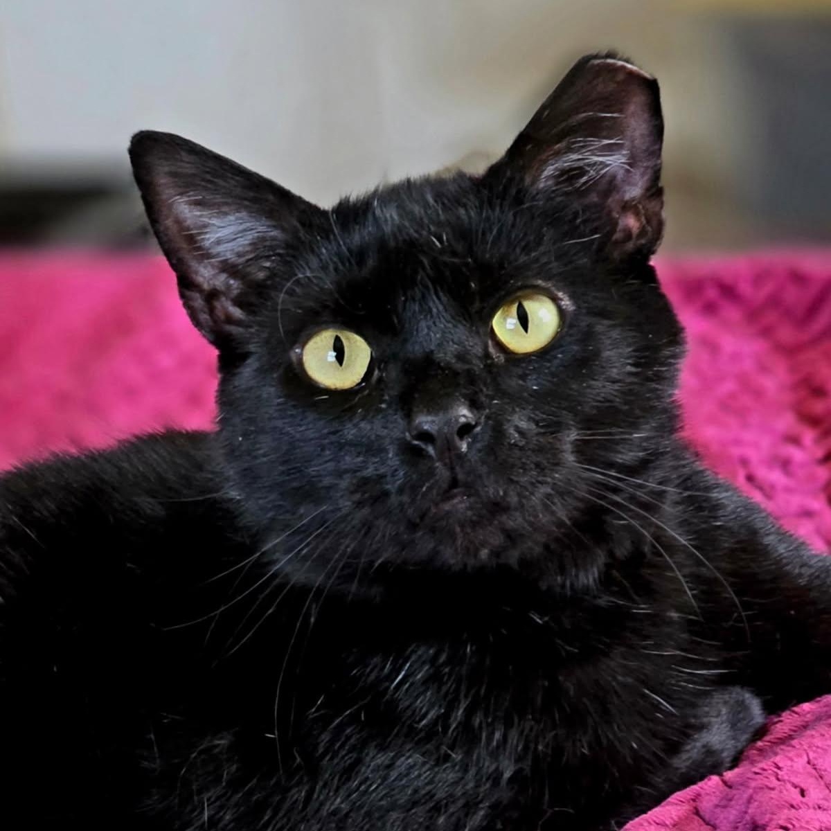 Samuel L. Jackson, ADOPTABLE, Young Male Domestic Short Hair.