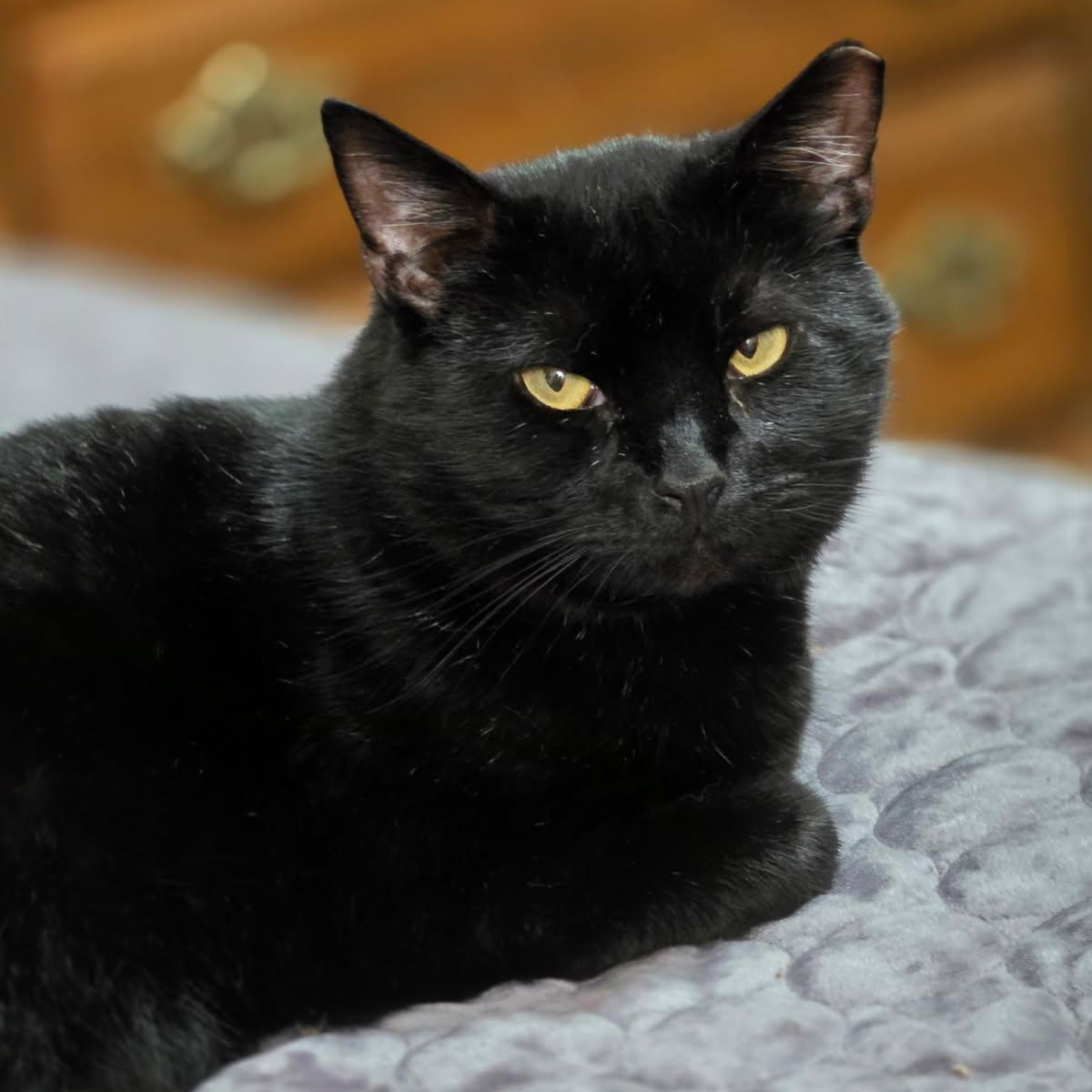 Samuel L. Jackson, a ADOPTABLE Domestic Short Hair in Johnson City, TN image 2/5