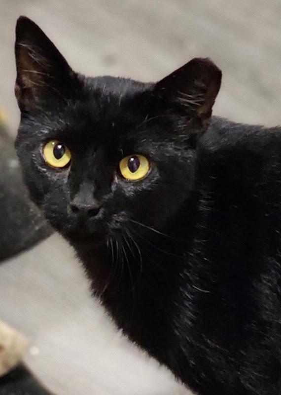 Samuel L. Jackson, ADOPTABLE, Young Male Domestic Short Hair.