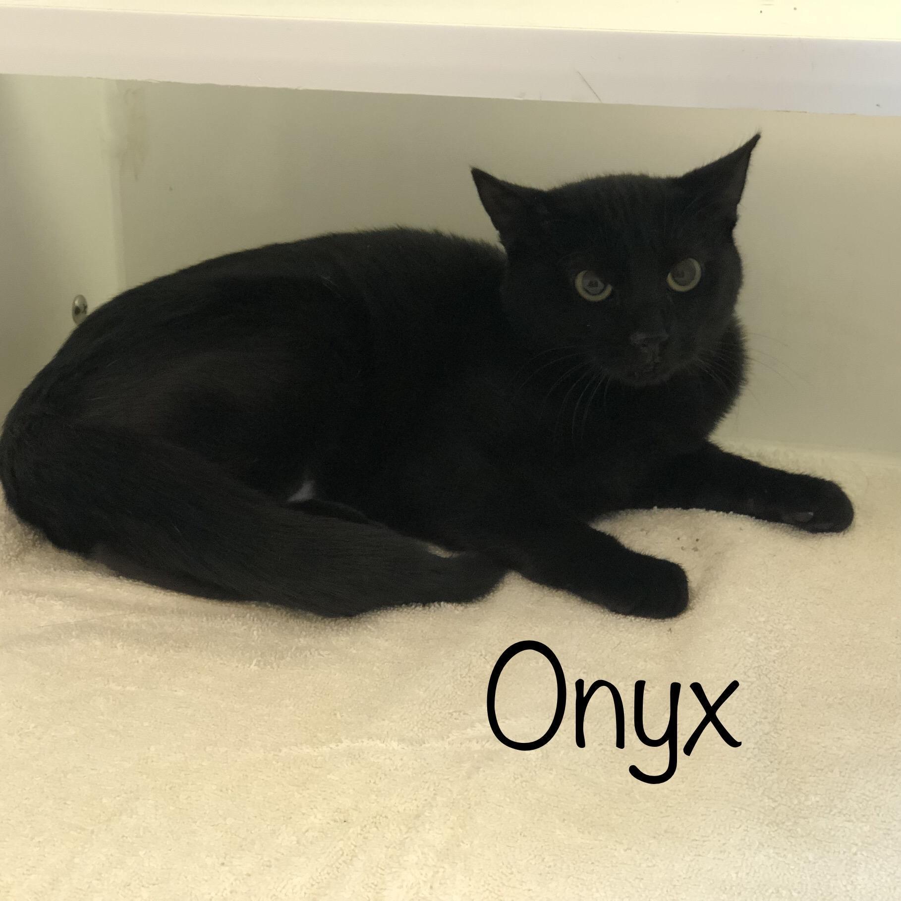 Enlarge Onyx, a ADOPTABLE Domestic Short Hair in Seekonk, MA image 2/2
