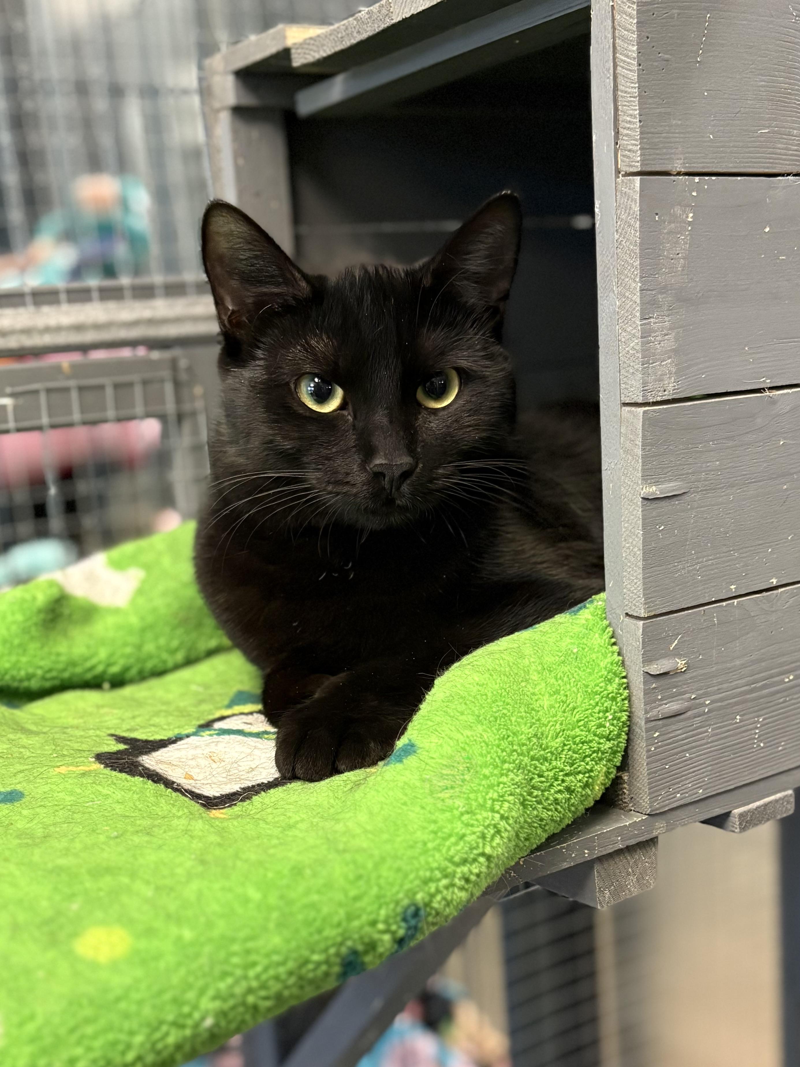 Onyx, adopted, Young Female Domestic Short Hair.