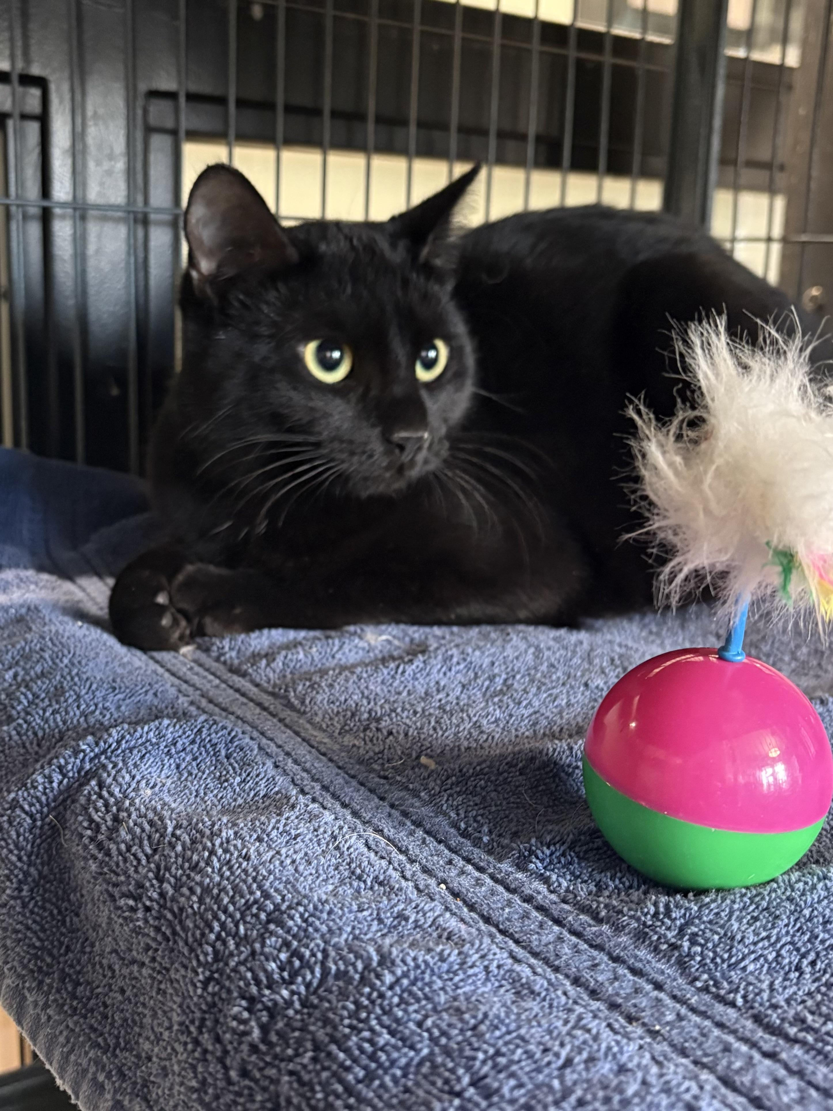 Onyx, ADOPTABLE, Young Female Domestic Short Hair.