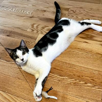 Minden, a ADOPTABLE Domestic Short Hair in Mississauga, ON image 4/6