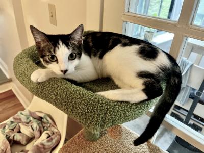 Minden, a ADOPTABLE Domestic Short Hair in Mississauga, ON image 2/6