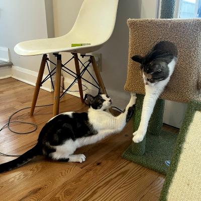 Minden, a ADOPTABLE Domestic Short Hair in Mississauga, ON image 5/6