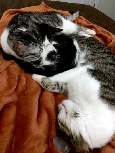 Enlarge Minden, a ADOPTABLE Domestic Short Hair in Mississauga, ON image 2/2