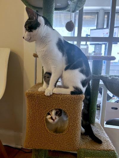 Minden, a ADOPTABLE Domestic Short Hair in Mississauga, ON image 6/6