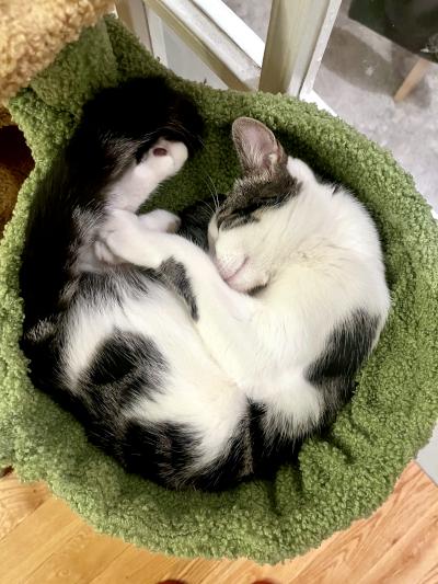 Minden, a ADOPTABLE Domestic Short Hair in Mississauga, ON image 3/6
