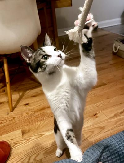 Minden, a ADOPTABLE Domestic Short Hair in Mississauga, ON image 1/6