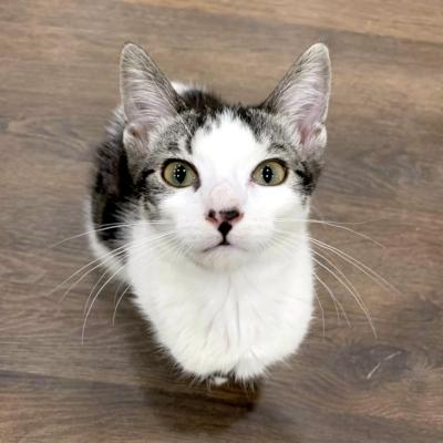Minden, ADOPTABLE, Kitten Female Domestic Short Hair.
