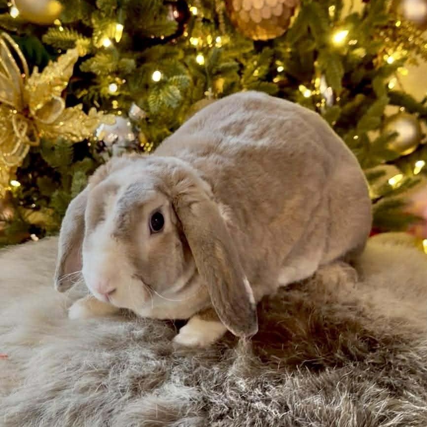 Hopscotch - local courtesy listing, Adoptable, Adult Male Holland Lop.