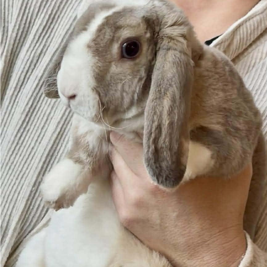 Enlarge Hopscotch - local courtesy listing, a Adoptable Holland Lop in Huntsville, AL image 2/5