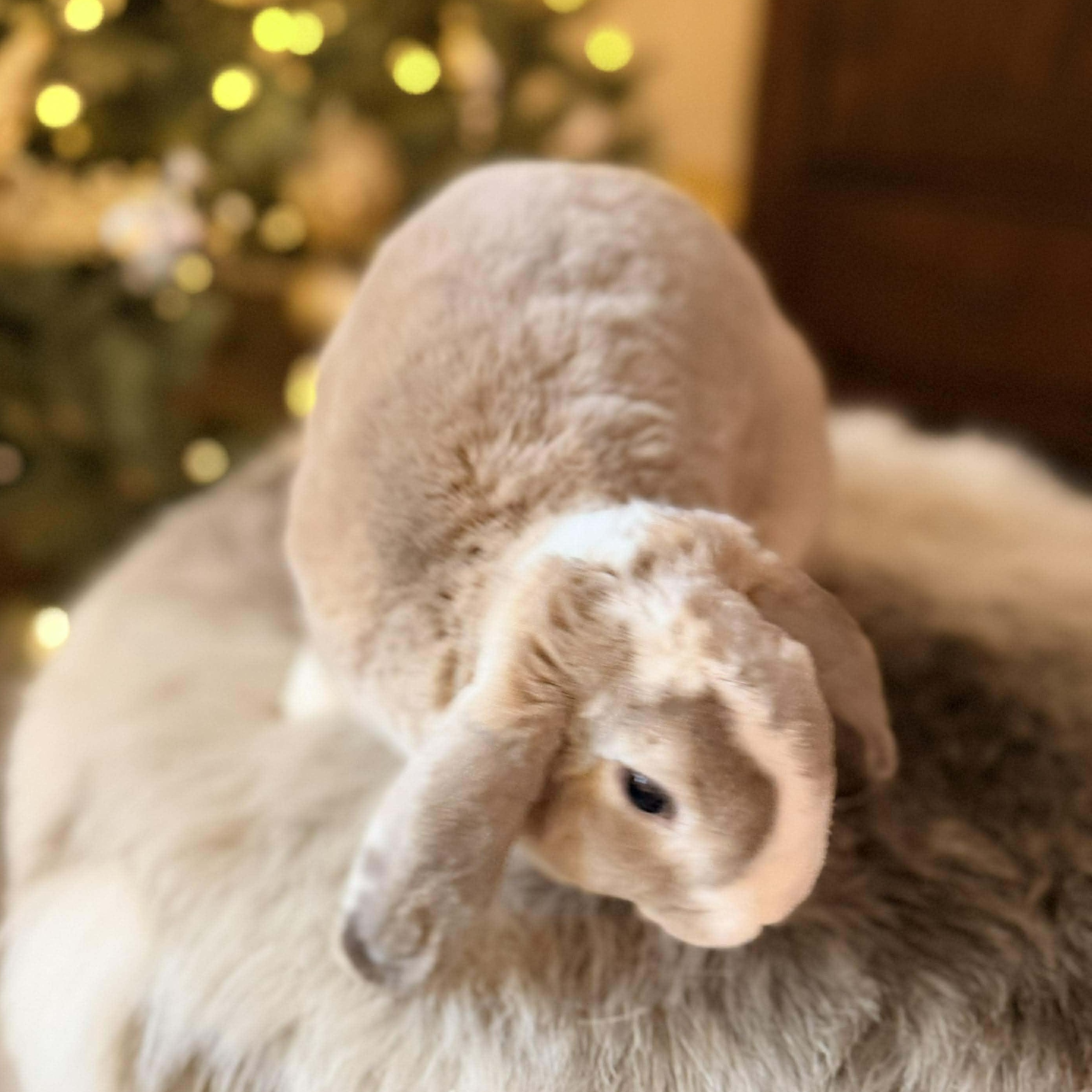 Enlarge Hopscotch - local courtesy listing, a Adoptable Holland Lop in Huntsville, AL image 3/5