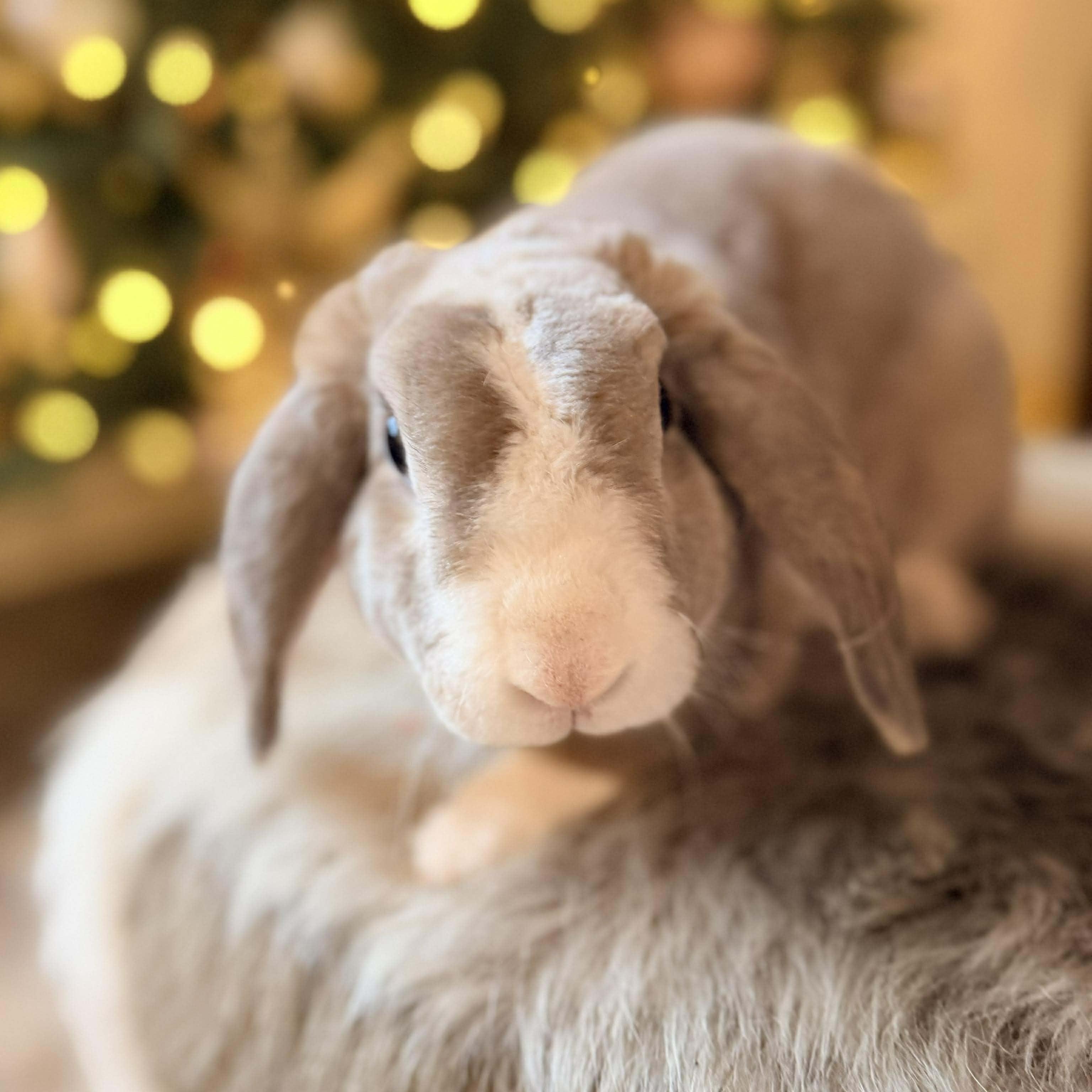 Enlarge Hopscotch - local courtesy listing, a Adoptable Holland Lop in Huntsville, AL image 4/5