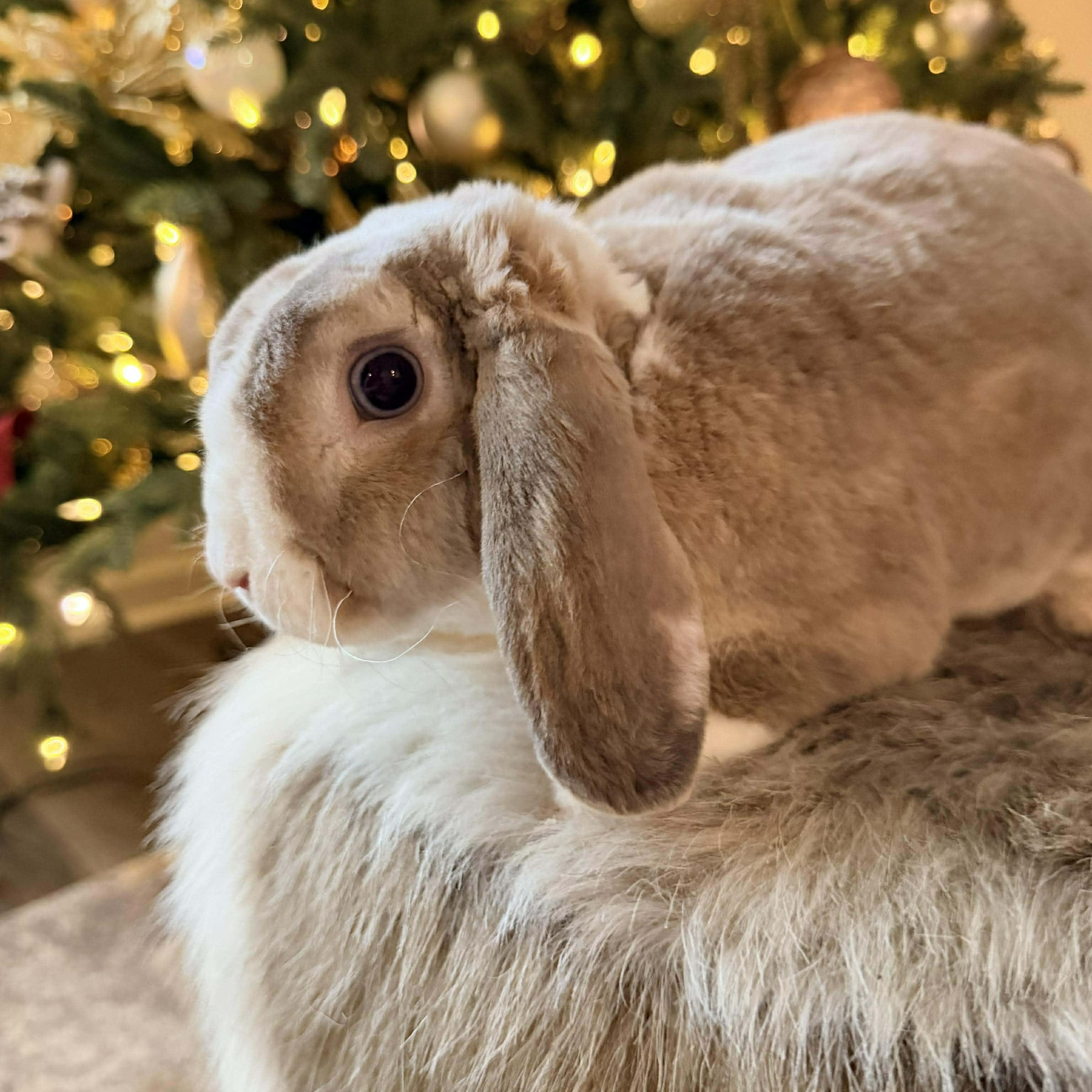 Enlarge Hopscotch - local courtesy listing, a Adoptable Holland Lop in Huntsville, AL image 5/5