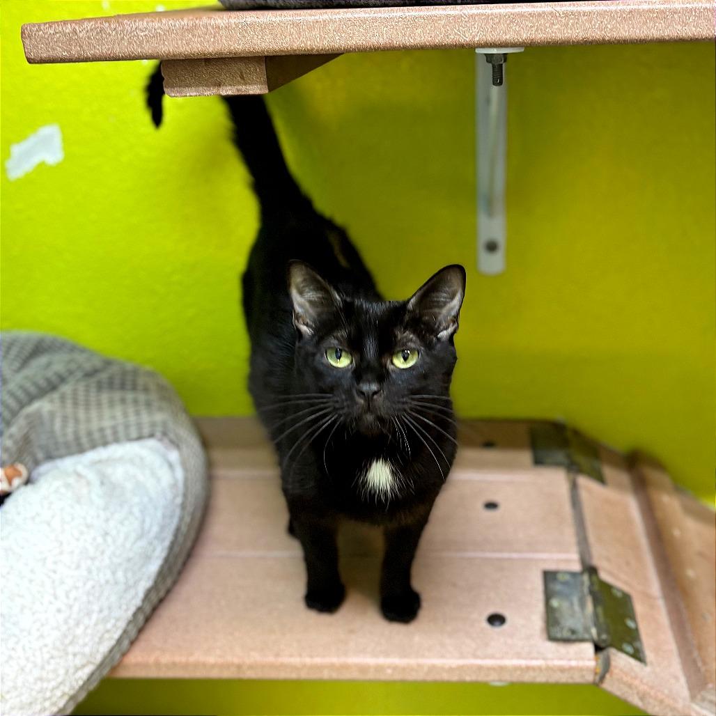 Karma, Adoptable, Adult Female Domestic Short Hair.