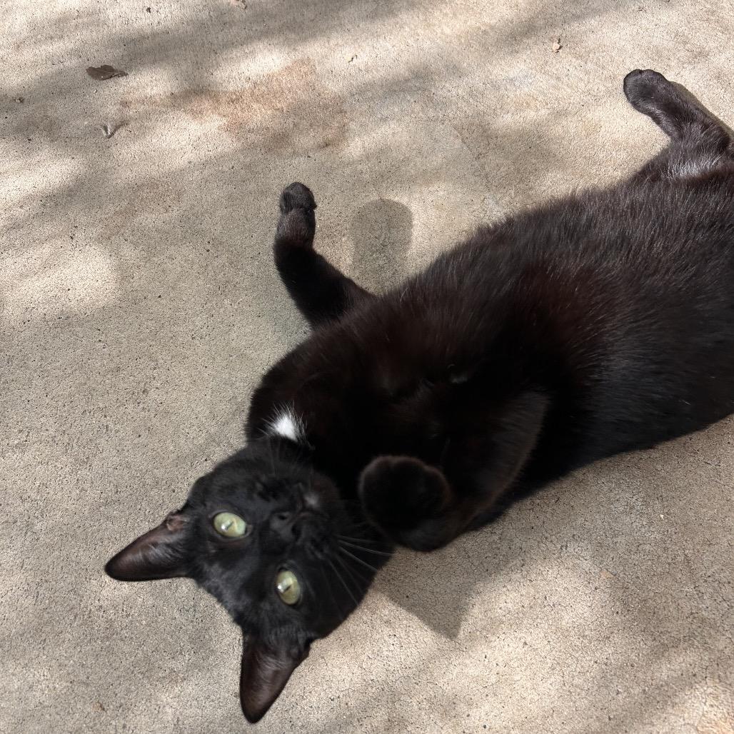 Karma, a Adoptable Domestic Short Hair in Fresno, CA image 3/5