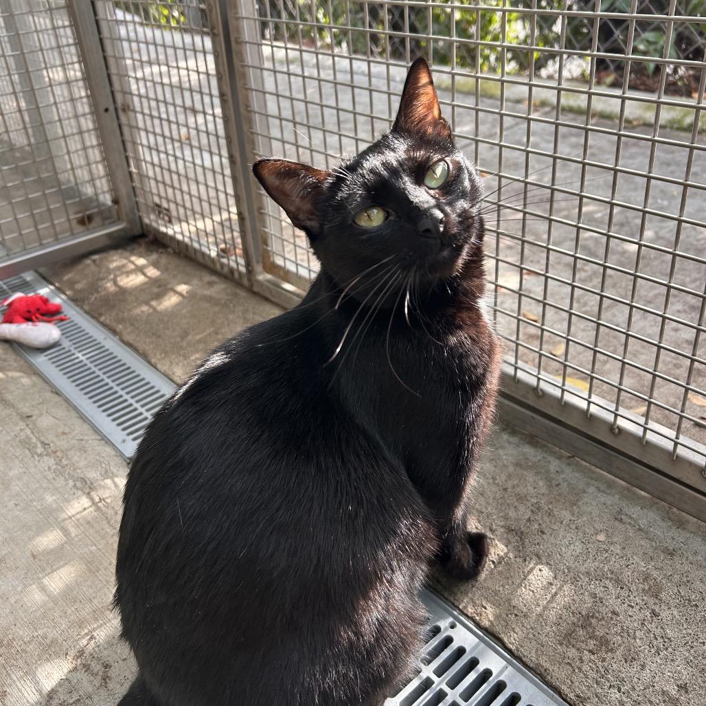 Karma, a Adoptable Domestic Short Hair in Fresno, CA image 5/5