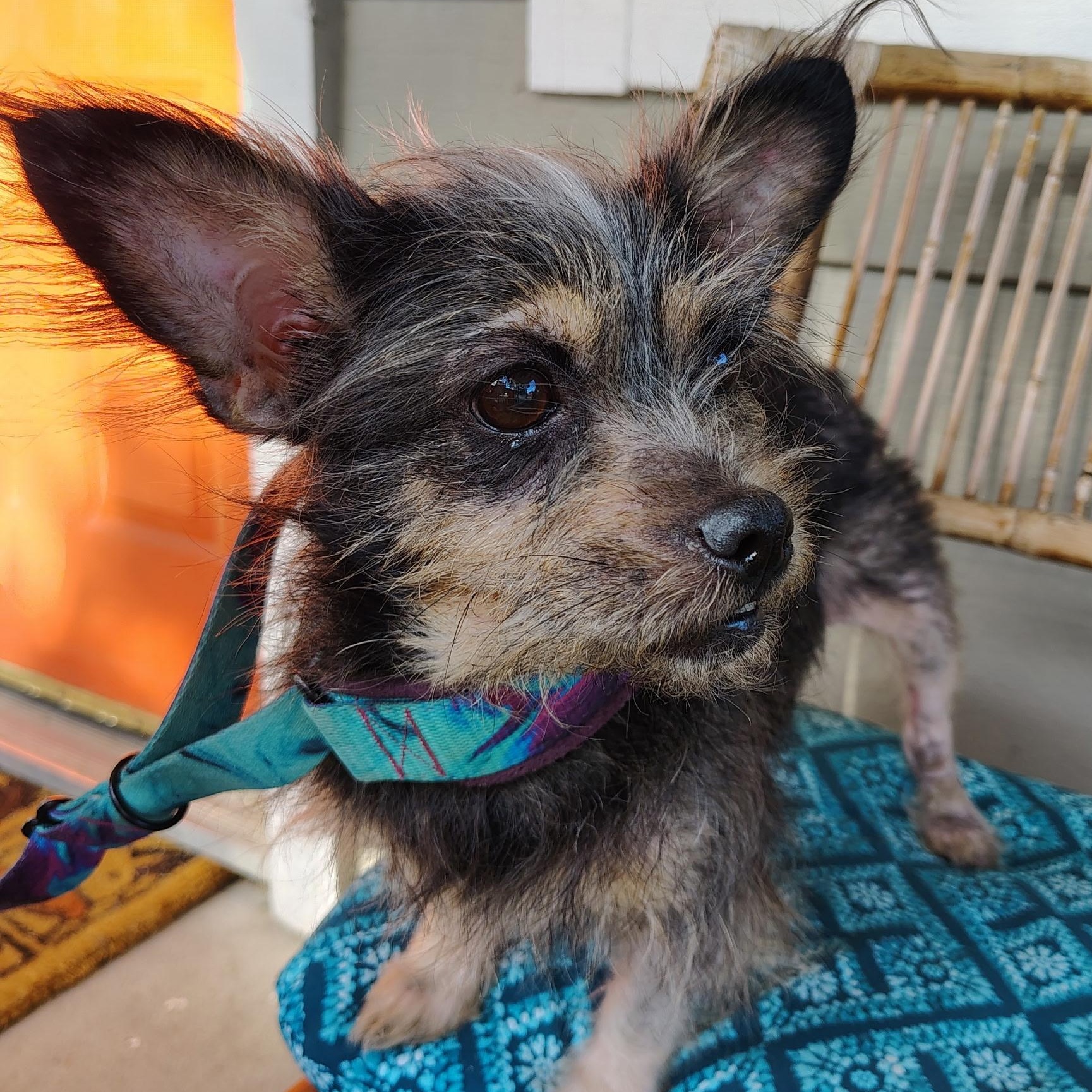 Carly, a ADOPTABLE mixed breed in Pleasanton, CA image 5/5