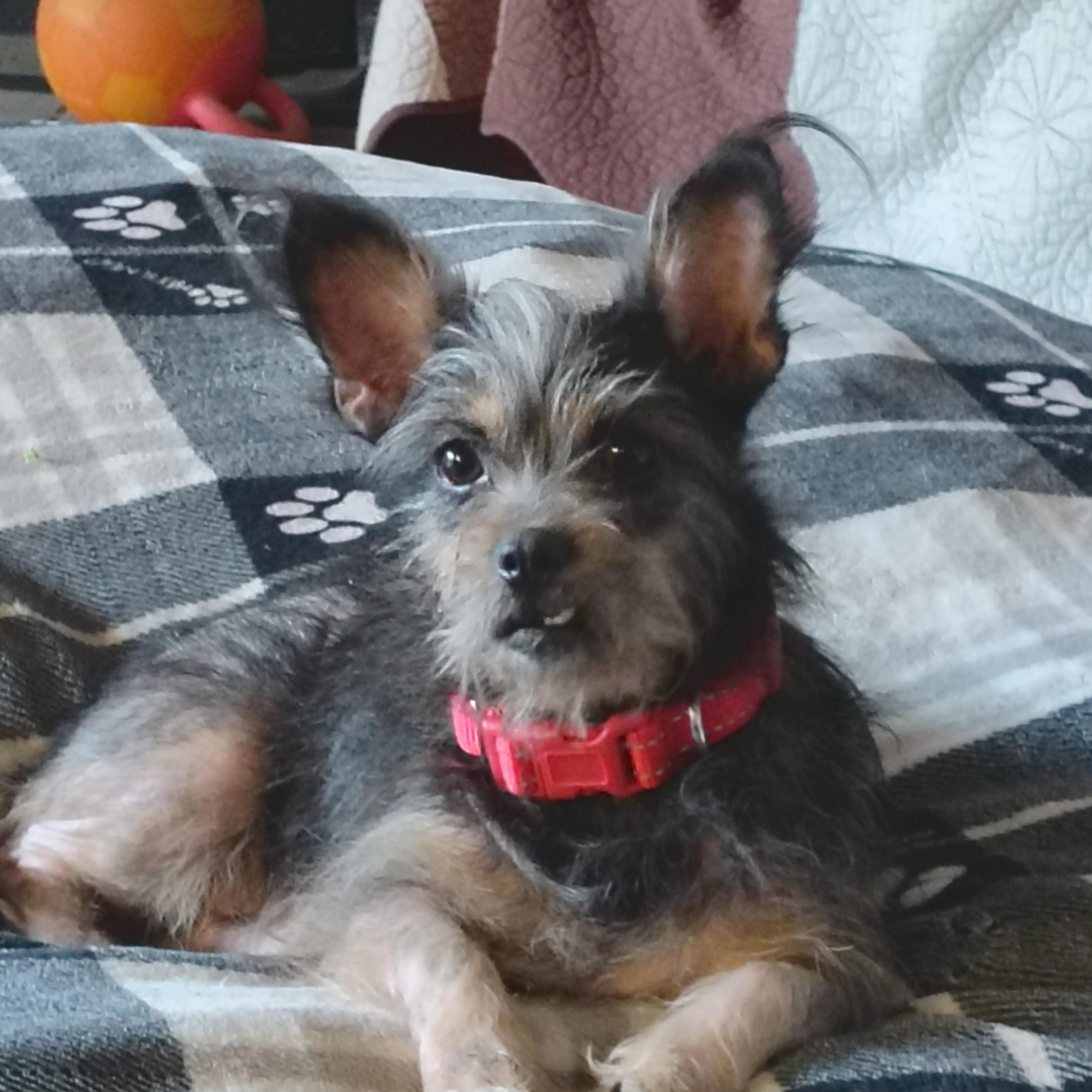 Carly, a ADOPTABLE mixed breed in Pleasanton, CA image 1/5