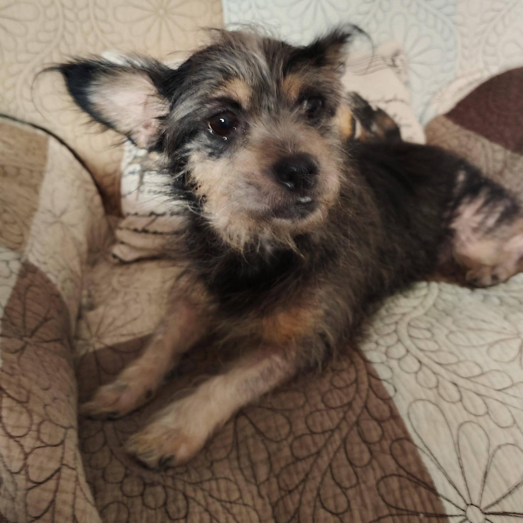Carly, a ADOPTABLE mixed breed in Pleasanton, CA image 2/5
