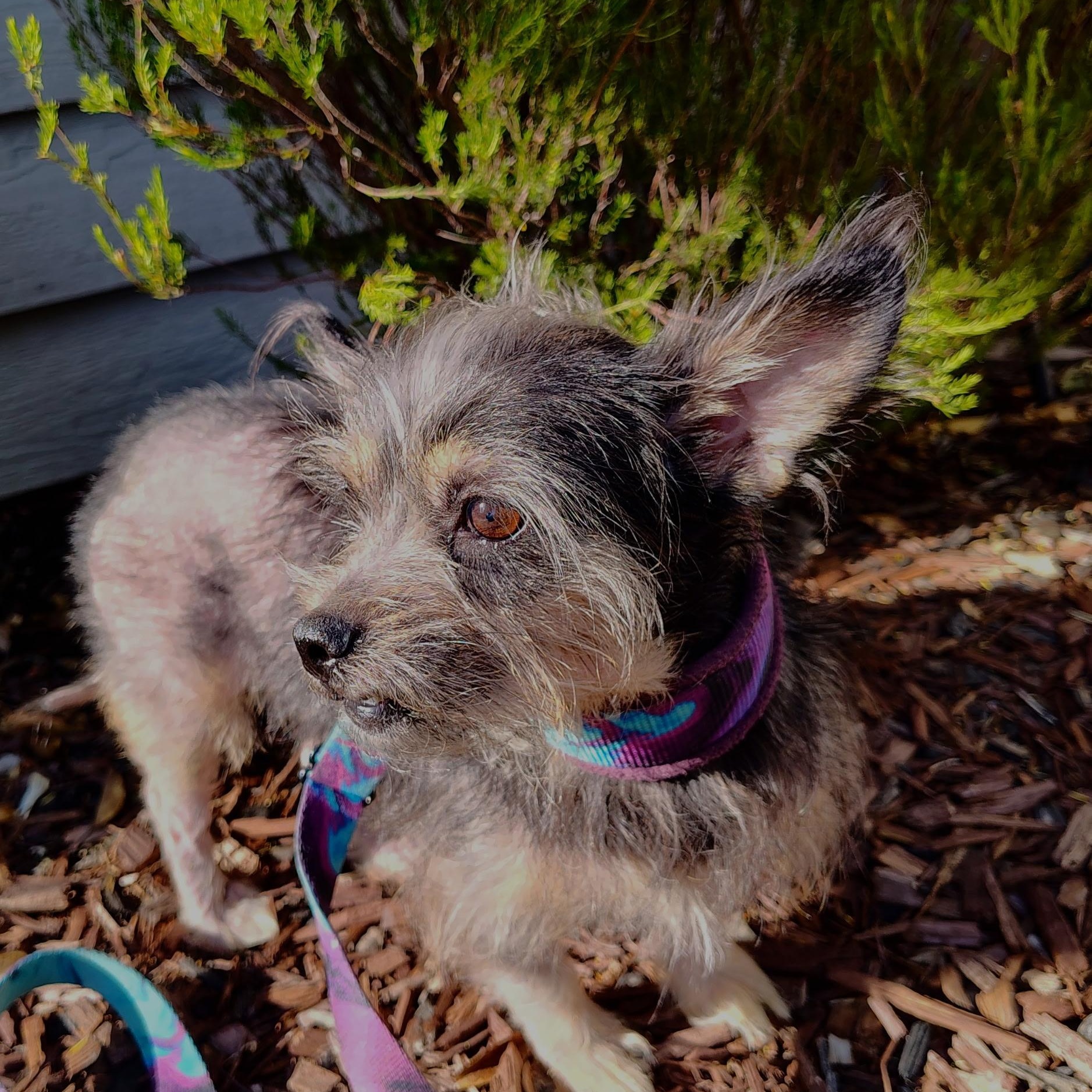 Carly, a ADOPTABLE mixed breed in Pleasanton, CA image 4/5