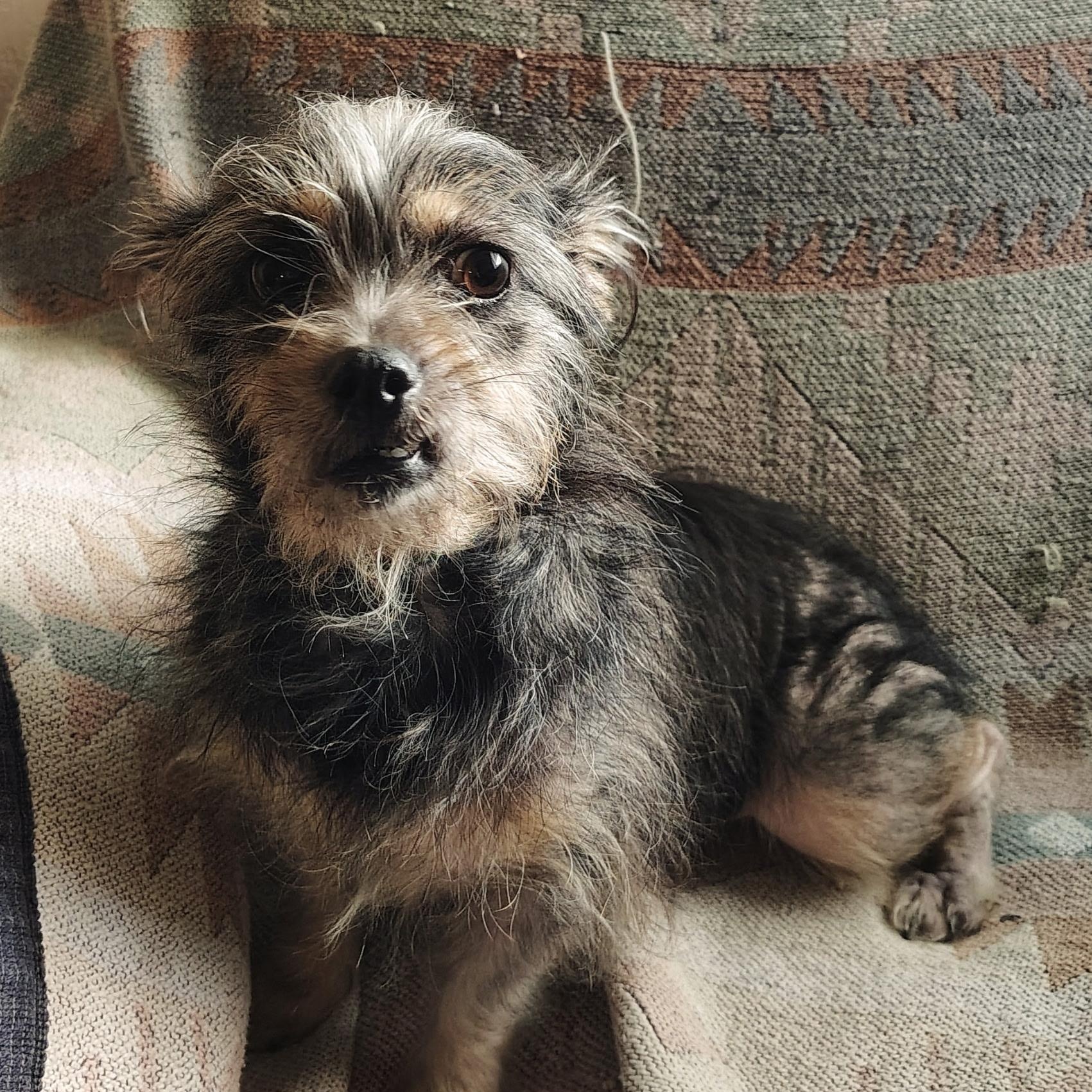 Carly, a ADOPTABLE mixed breed in Pleasanton, CA image 3/5