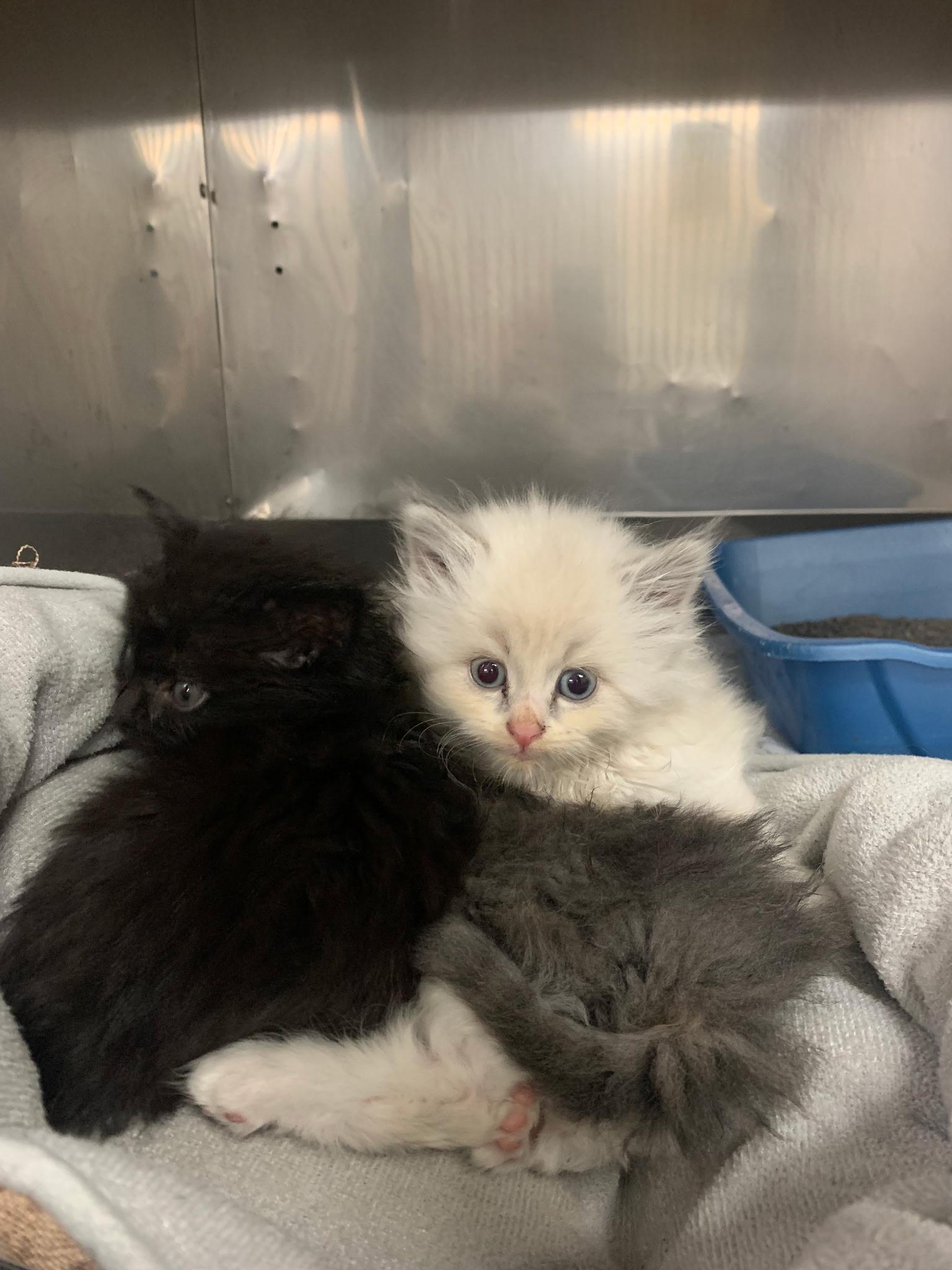 Kittens, Adoptable, Kitten Male Domestic Short Hair.