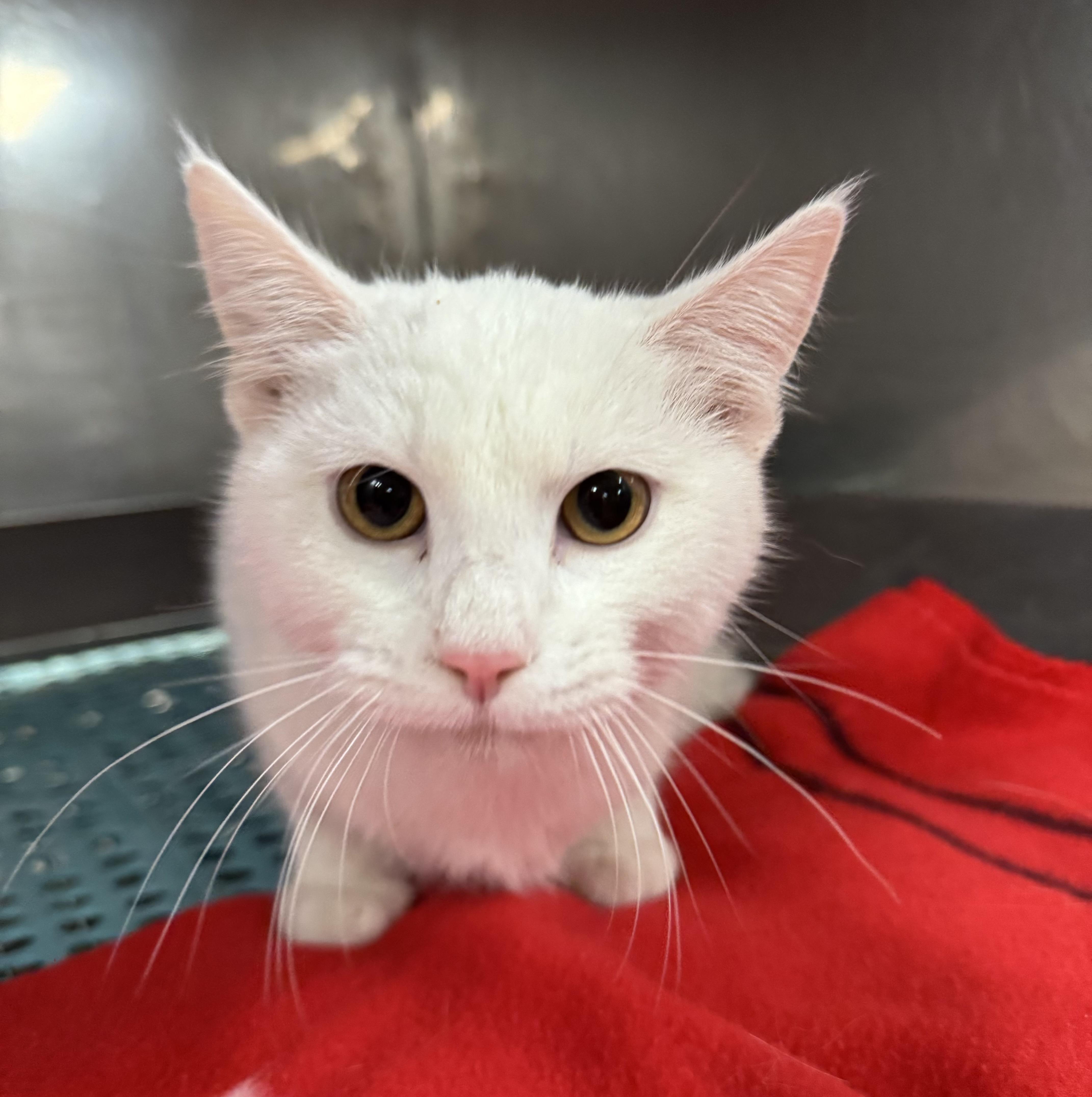 Enlarge Kittens, a Adoptable mixed breed in Blair, NE image 2/6