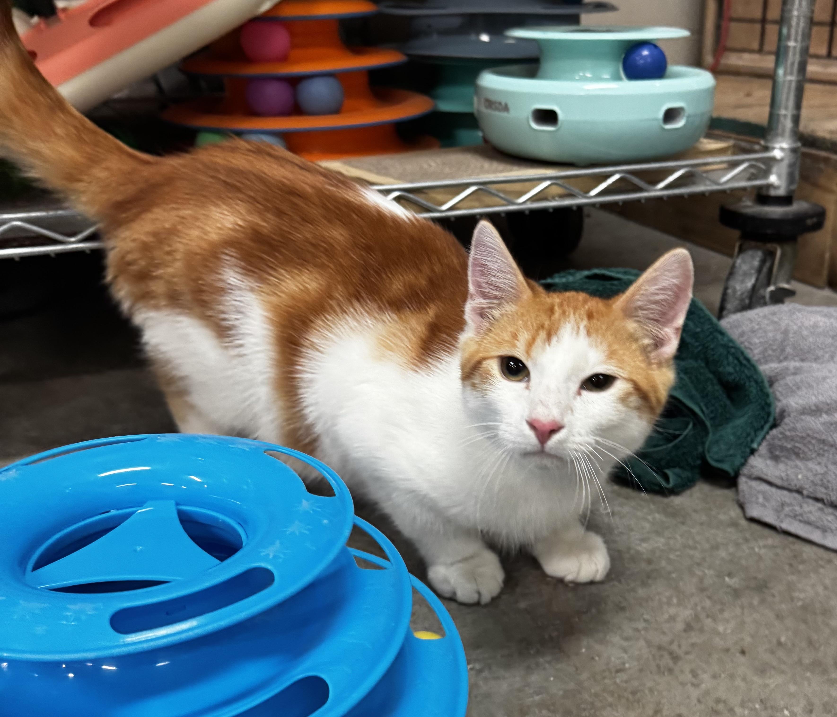 Enlarge Kittens, a Adoptable mixed breed in Blair, NE image 5/6