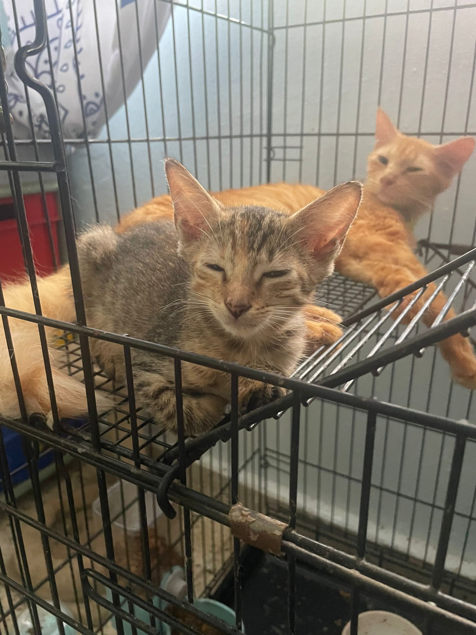 Enlarge Serci, a Adoptable Tabby in Pittsfield, MA image 4/5