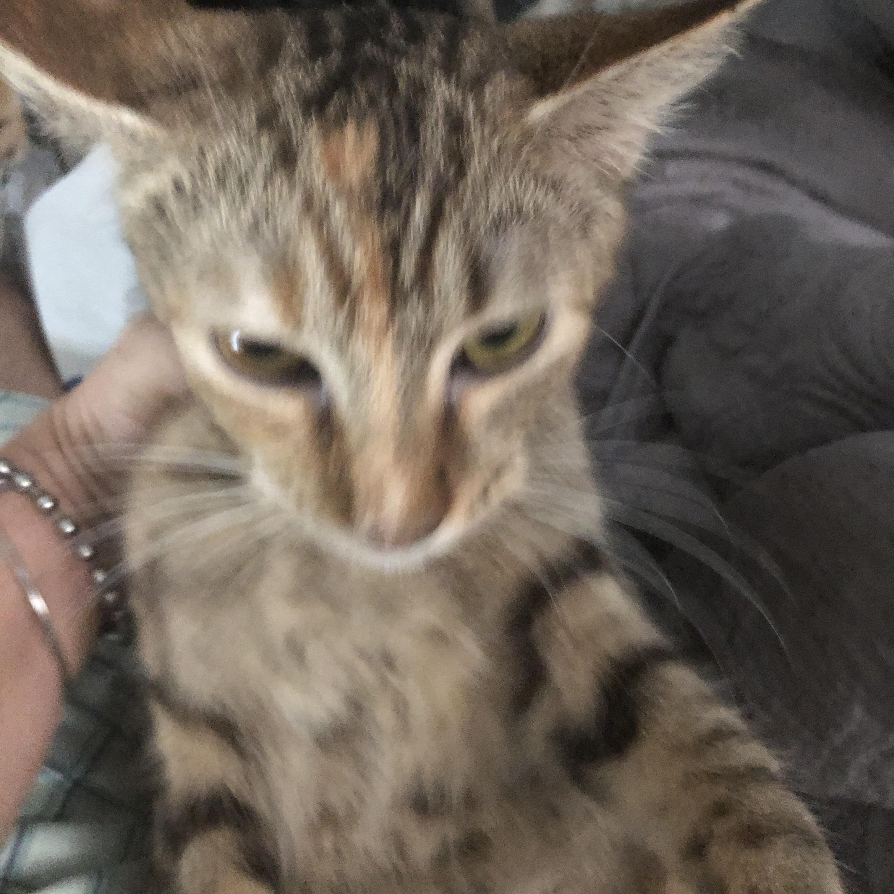 Enlarge Serci, a Adoptable Tabby in Pittsfield, MA image 1/5